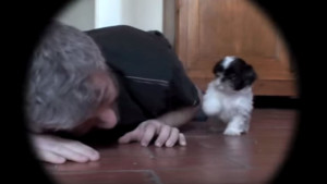 Shi Itzu puppy adorable fun
