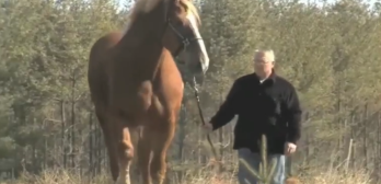 Guinees wold record tallest horse